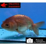 VOILE DE CHINE RANCHU 8-10 cm WYSIWYG BRONZE 46