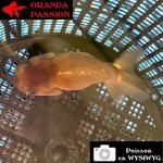 VOILE DE CHINE RANCHU 8-10 cm WYSIWYG BRONZE 46BIS