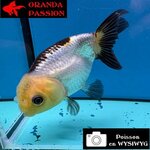 VOILE DE CHINE RANCHU 8-10 cm WYSIWYG PANDA 45