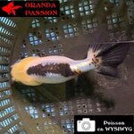 VOILE DE CHINE RANCHU 8-10 cm WYSIWYG PANDA 45BIS
