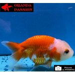 VOILE DE CHINE RANCHU 8-10 cm WYSIWYG ROUGE ET BLANC 39