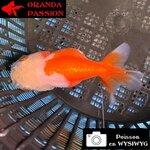 VOILE DE CHINE RANCHU 8-10 cm WYSIWYG ROUGE ET BLANC 39BIS