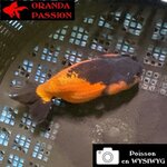 VOILE DE CHINE RANCHU 8-10 cm WYSIWYG ROUGE ET NOIR 40BIS