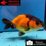 VOILE DE CHINE RANCHU 8-10 cm WYSIWYG ROUGE ET NOIR 40