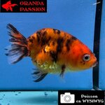 VOILE DE CHINE RANCHU 8-10 cm WYSIWYG ROUGE ET NOIR 44