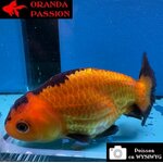 VOILE DE CHINE RANCHU 8-10 cm WYSIWYG ROUGE ET NOIR 47