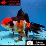 VOILE DE CHINE ORANDA 10-12 cm WYSIWYG TRICOLORE TANCHO 25