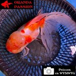VOILE DE CHINE ORANDA 20-25 CM WYSIWYG ROUGE ET BLANC 20BIS