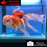 VOILE DE CHINE ORANDA 20-25 CM WYSIWYG CALICO 13