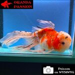 VOILE DE CHINE ORANDA 20-25 CM WYSIWYG CALICO BLANC 18