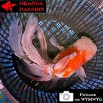 VOILE DE CHINE ORANDA 20-25 CM WYSIWYG CALICO BLANC 18BIS