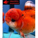 VOILE DE CHINE ORANDA 20-25 CM WYSIWYG CALICO ROUGE 19BIS