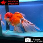 VOILE DE CHINE ORANDA 20-25 CM WYSIWYG CALICO ROUGE 19