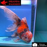 VOILE DE CHINE ORANDA 20-25 CM WYSIWYG GOSHIKI 17