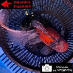 VOILE DE CHINE ORANDA 20-25 CM WYSIWYG GOSHIKI 17BIS