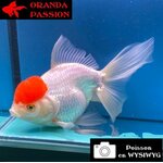 VOILE DE CHINE ORANDA 16-20 CM WYSIWYG RED CAP 14
