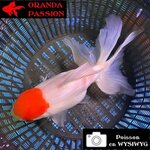 VOILE DE CHINE ORANDA 16-20 CM WYSIWYG RED CAP 14BIS
