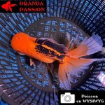 VOILE DE CHINE ORANDA 16-20 CM WYSIWYG ROUGE ET NOIR  16BIS
