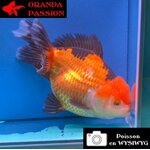 VOILE DE CHINE THAI ORANDA 16-20 CM WYSIWYG ROUGE ET NOIR  15
