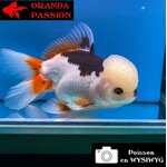 VOILE DE CHINE ORANDA 14-16 cm WYSIWYG TRICOLORE 01