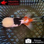 VOILE DE CHINE ORANDA 14-16 cm WYSIWYG TRICOLORE 01BIS