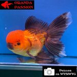 VOILE DE CHINE ORANDA 14-16 cm WYSIWYG ROUGE ET NOIR  03