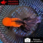 VOILE DE CHINE ORANDA 14-16 cm WYSIWYG ROUGE ET NOIR  03BIS