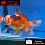 VOILE DE CHINE ORANDA 14-16 cm WYSIWYG TRICOLORE 04