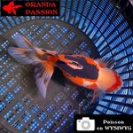 VOILE DE CHINE ORANDA 14-16 cm WYSIWYG TRICOLORE 04BIS