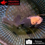 VOILE DE CHINE ORANDA 14-16 cm WYSIWYG PANDA 05BIS