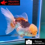 VOILE DE CHINE ORANDA 14-16 cm WYSIWYG TRICOLORE 06