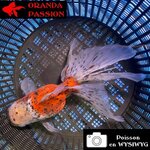 VOILE DE CHINE ORANDA 14-16 cm WYSIWYG CALICO 07BIS