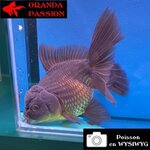 VOILE DE CHINE ORANDA 14-16 cm WYSIWYG NOIR 08