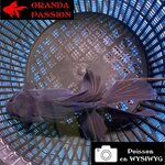 VOILE DE CHINE ORANDA 14-16 cm WYSIWYG NOIR 08BIS