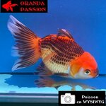 VOILE DE CHINE ORANDA 14-16 cm WYSIWYG ROUGE ET NOIR MATSUBA 09