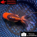 VOILE DE CHINE ORANDA 14-16 cm WYSIWYG ROUGE ET NOIR MATSUBA 09BIS