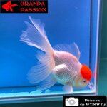VOILE DE CHINE ORANDA 14-16 cm WYSIWYG RED CAP 10