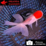 VOILE DE CHINE ORANDA 14-16 cm WYSIWYG RED CAP 10BIS
