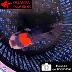 VOILE DE CHINE ORANDA 14-16 cm WYSIWYG BLACK TANCHO 11BIS