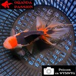 VOILE DE CHINE ORANDA 14-16 cm WYSIWYG TRICOLORE 12BIS
