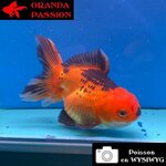 VOILE DE CHINE ORANDA 12-14 cm WYSIWYG ROUGE ET NOIR 53