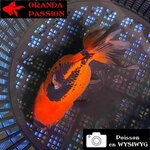 VOILE DE CHINE ORANDA 12-14 cm WYSIWYG ROUGE ET NOIR 53BIS