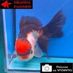 VOILE DE CHINE ORANDA 12-14 cm WYSIWYG TRICOLORE TANCHO 54