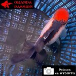 VOILE DE CHINE ORANDA 12-14 cm WYSIWYG TRICOLORE TANCHO 54BIS