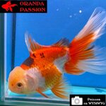 VOILE DE CHINE ORANDA 12-14 cm WYSIWYG TRICOLORE ROUGE 58
