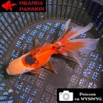 VOILE DE CHINE ORANDA 12-14 cm WYSIWYG TRICOLORE ROUGE 58BIS