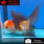 VOILE DE CHINE ORANDA 12-14 cm WYSIWYG TRICOLORE 57