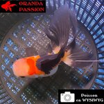 VOILE DE CHINE ORANDA 12-14 cm WYSIWYG TRICOLORE 57BIS