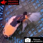 VOILE DE CHINE ORANDA 12-14 cm WYSIWYG PANDA 55BIS