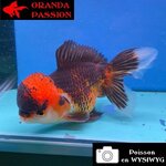 VOILE DE CHINE ORANDA 12-14 cm WYSIWYG ROUGE ET NOIR TANCHO 66